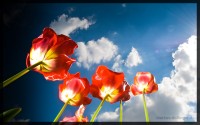 Tulpen