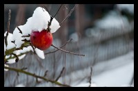 winterapfel