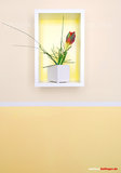 Tulpe an der Wand