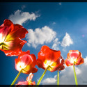 Meine Bilder des Jahres 2008 – Tulpen