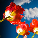 Samstagsbilder: Tulpen, Felder und Seen