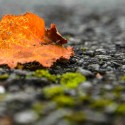 10 herbstliche Lightroom 5 Presets für Laub- und Blätterfotos kostenlos herunterladen