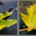 Neue kostenlose Herbst-Presets für Lightroom